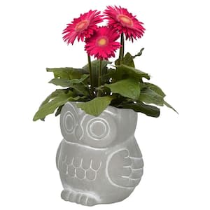 Small Natural Cement Owl Planter