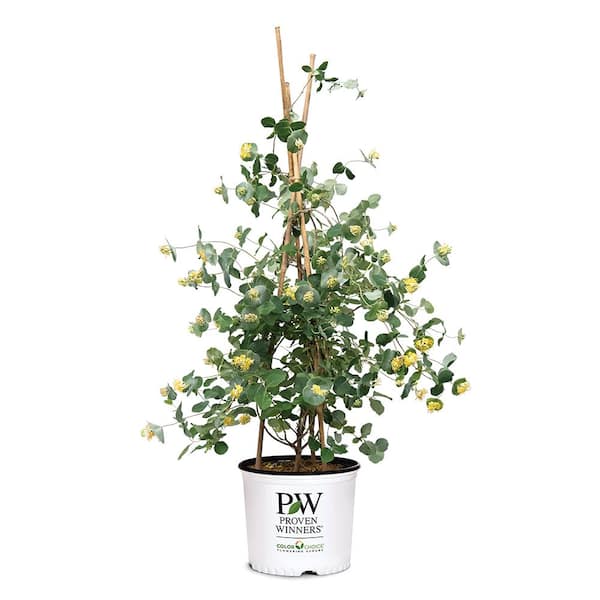 PROVEN WINNERS 2 Gal. Kintzley's Ghost Honeysuckle Shrub