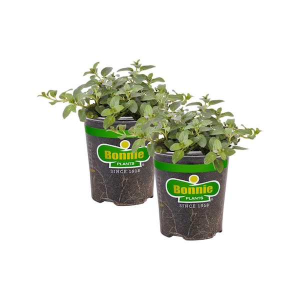 Bonnie Plants 19 oz. Peppermint Herb Plant (2-Pack)