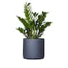 United Nursery Live ZZ Plant Zamioculcas Zamiifolia in Premium 10 in. Graphite Fiberglass Pot ZZ10FGGRY