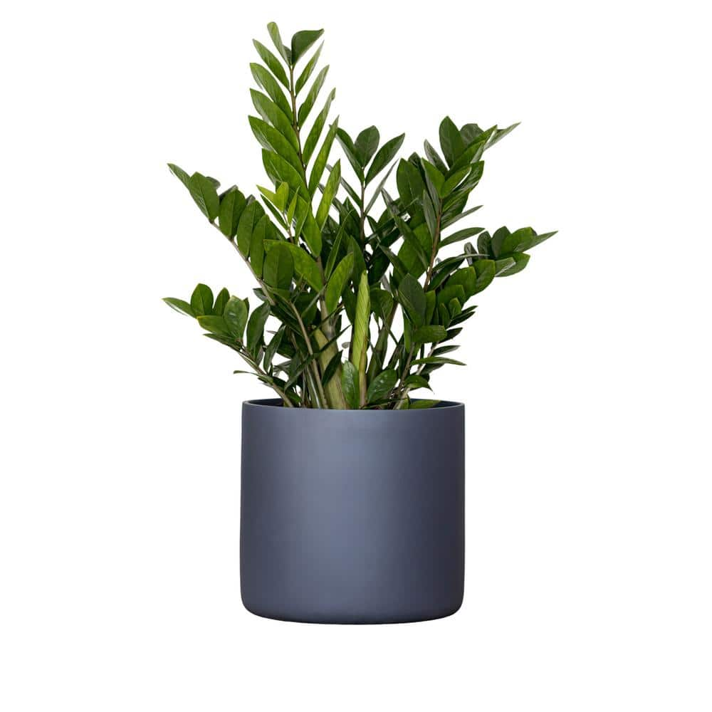 United Nursery Live ZZ Plant Zamioculcas Zamiifolia in Premium 10 in ...