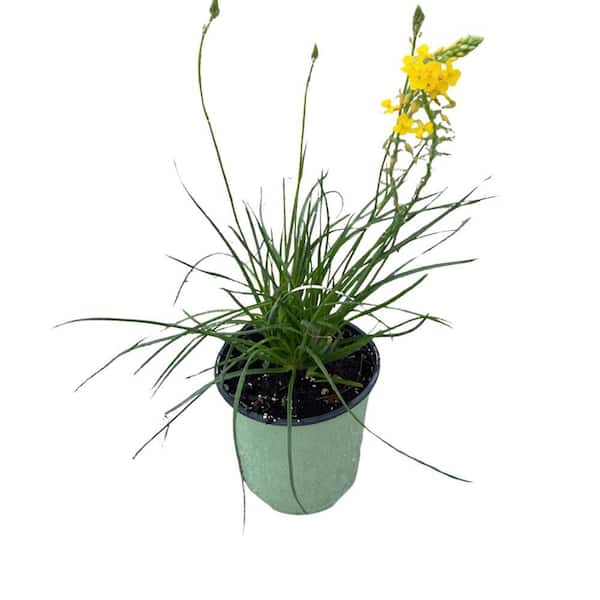1 gal. Orange Creamsicle Bulbine (Bulbine) Perennial Plant with Orange Flowers