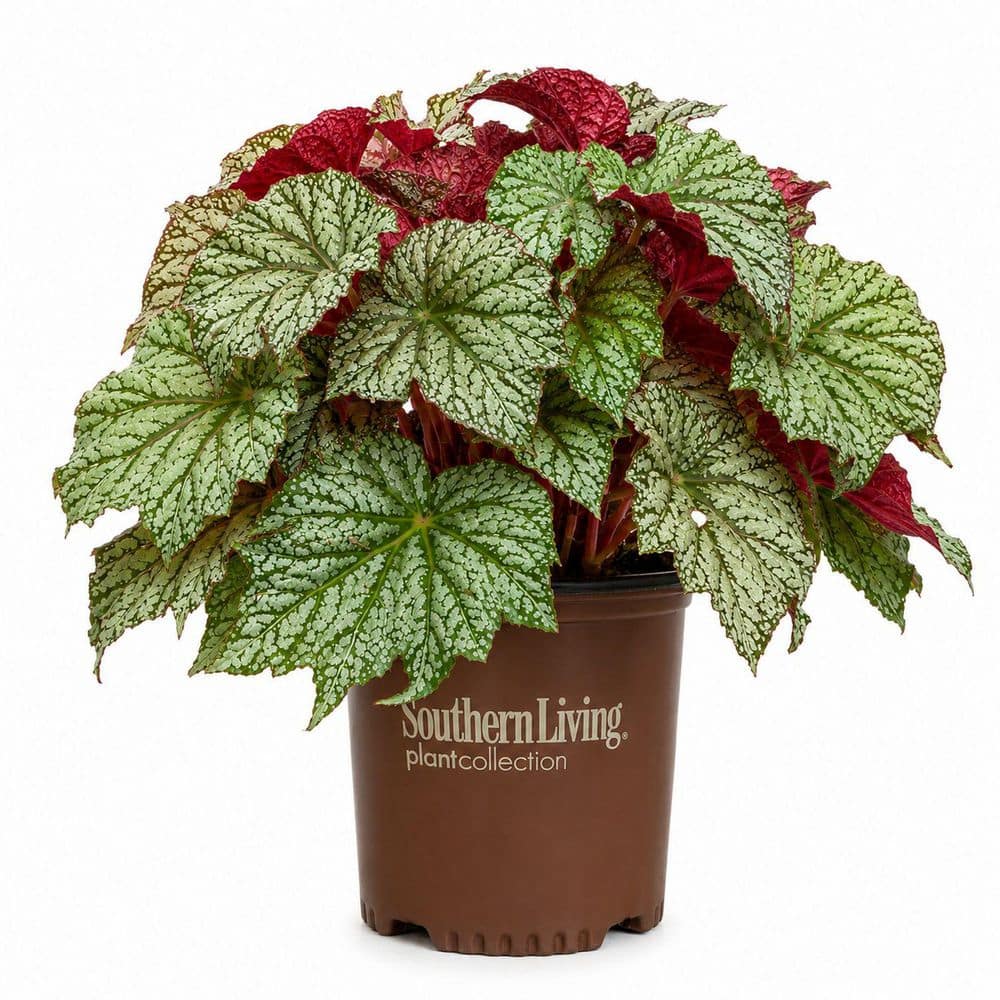 SOUTHERN LIVING 1.5 Gal. 'Sterling Moon' Lunar Lights Begonia
