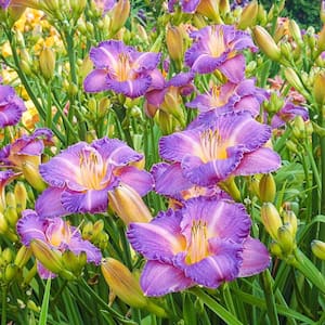 2.50 Qt. Pot, Entrapment Daylily Flowering Potted Perennial Plant (1-Pack)