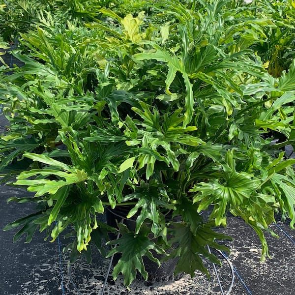 3 Gal. Selloum Philodendron (Thaumatophyllum) Plant in a 10 in. Black Grower Pot