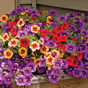 2.6 qt. Early Spring SuperCal Petunia Drop N Decorate Outdoor Annual Plant with Assorted Flowers