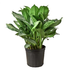 Silver Bay Chinese Evergreen (Aglaonema) Plant in 10 Plant in. Grower Pot