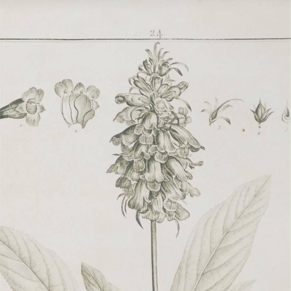 Light Brown and White Botanical Print Wall Art Set