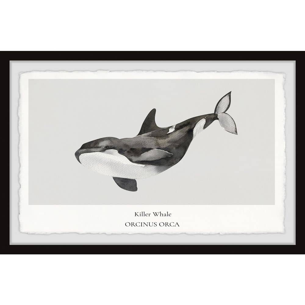 Orcinus Orca by Marmont Hill Framed Animal Art Print 16 in. x 24 in.  CSERN123BFPFL24 - The Home Depot