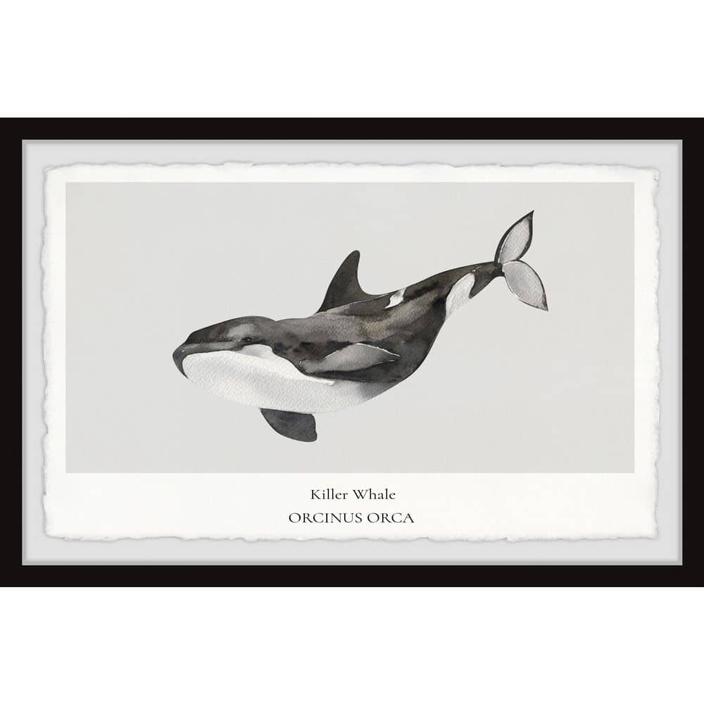 Orcinus Orca by Marmont Hill Framed Animal Art Print 16 in. x 24 in.