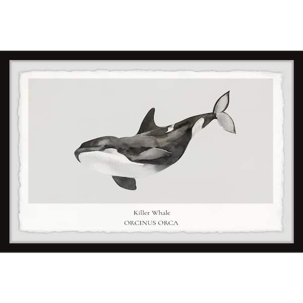Unbranded "Orcinus Orca" by Marmont Hill Framed Animal Art Print 24 in. x 36 in.
