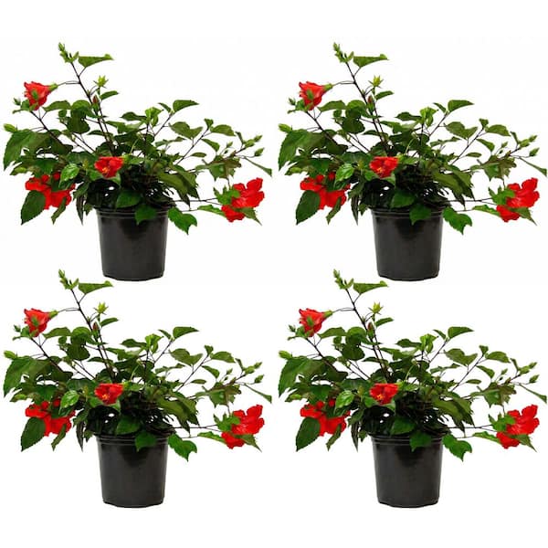 1 Gal. Tradewinds Hibiscus Shrub with Brilliant Red Flowers (4