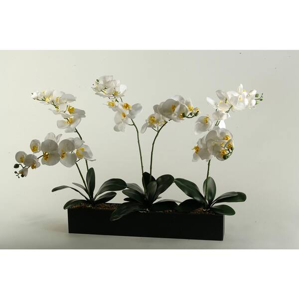 D&W Silks Indoor Cream Phael Orchids in Black Wooden Rectangle Planter