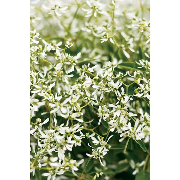 PROVEN WINNERS 2QT Spurge Bonfire Plant with Yellow Blossoms in Grower pot