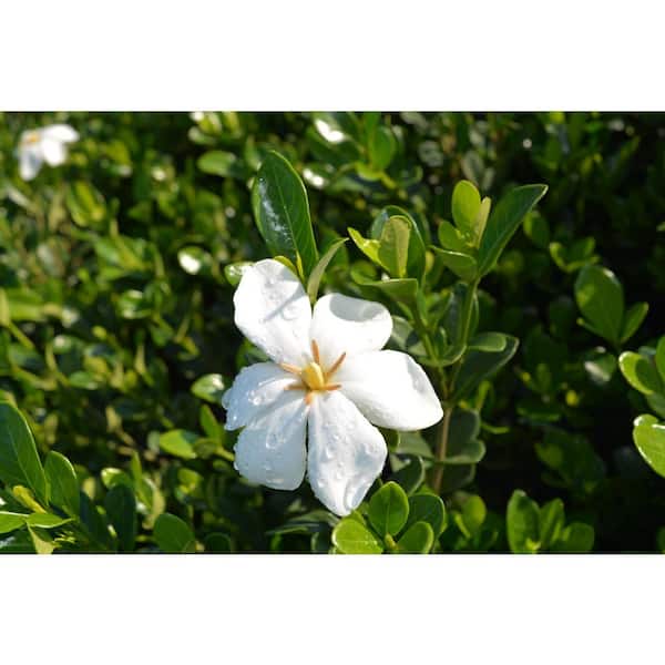 MCCORKLE 1 Gal. Daisy Gardenia Live Evergreen Plant with White Fragrant Blooms