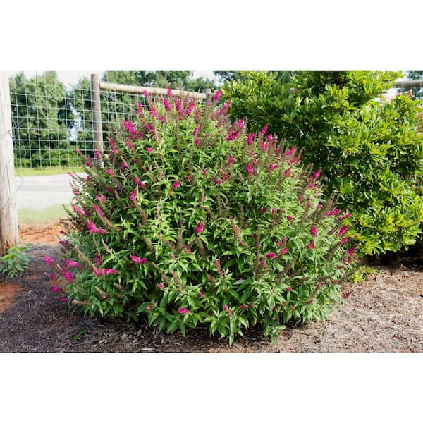 3 Gal. Funky Fuchsia Butterfly Bush Flowering Shrub with Fragrant Reddish-Pink Flowers