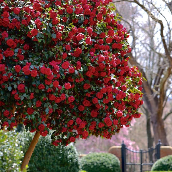 national PLANT NETWORK 3 gal. Camellia Black Magic Live Shrub