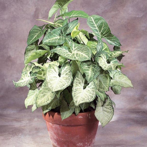 BELL NURSERY 414 ml Arrowhead Plant (Syngonium) in 4 in. Grower Pot