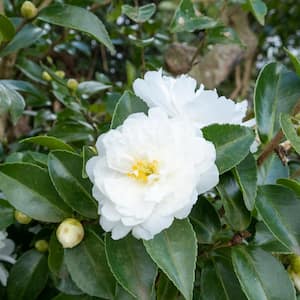 3 gal. Camellia Dwarf White Shi Shi Shrub with White Flowers