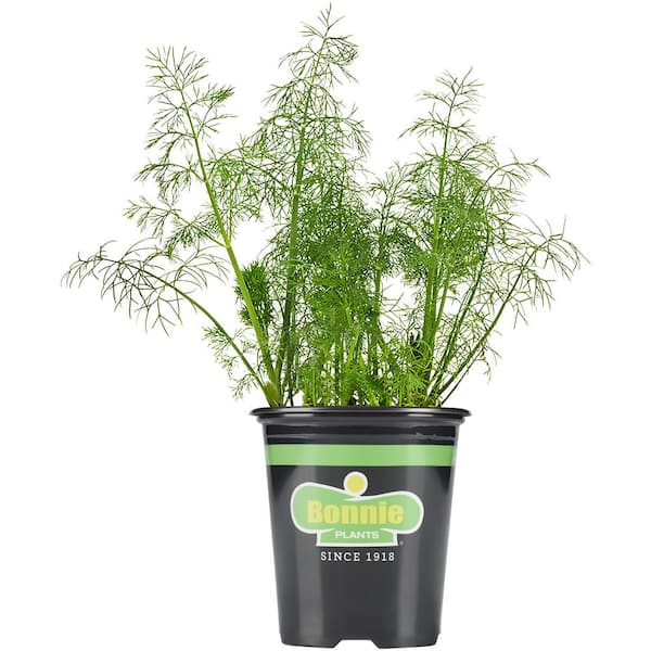 6 in. Fernleaf Dill Plant