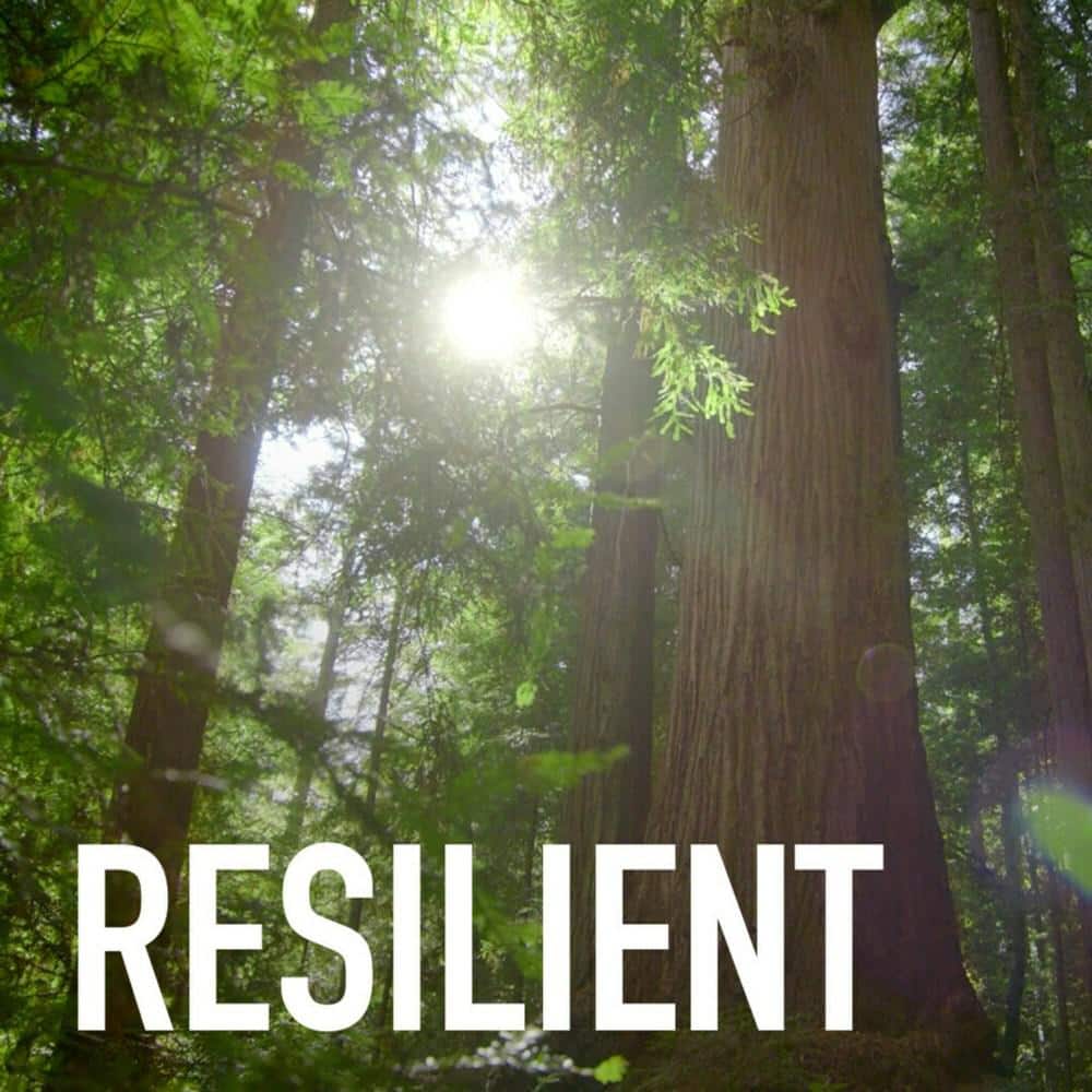 Imagen de producto 4