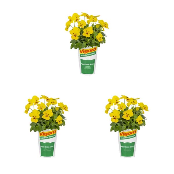 Vigoro 2 qt. Vigoro Trailing Pansy Bright Yellow Annual Plant (3-Pack ...