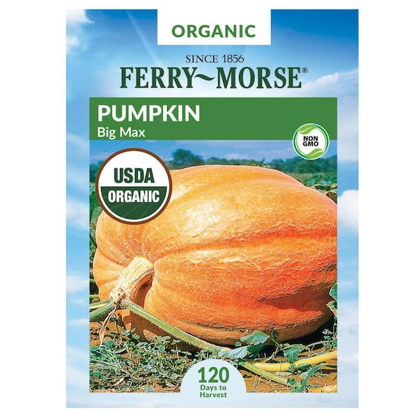 Ferry-Morse Organic Pumpkin Big Max Fruit Seed