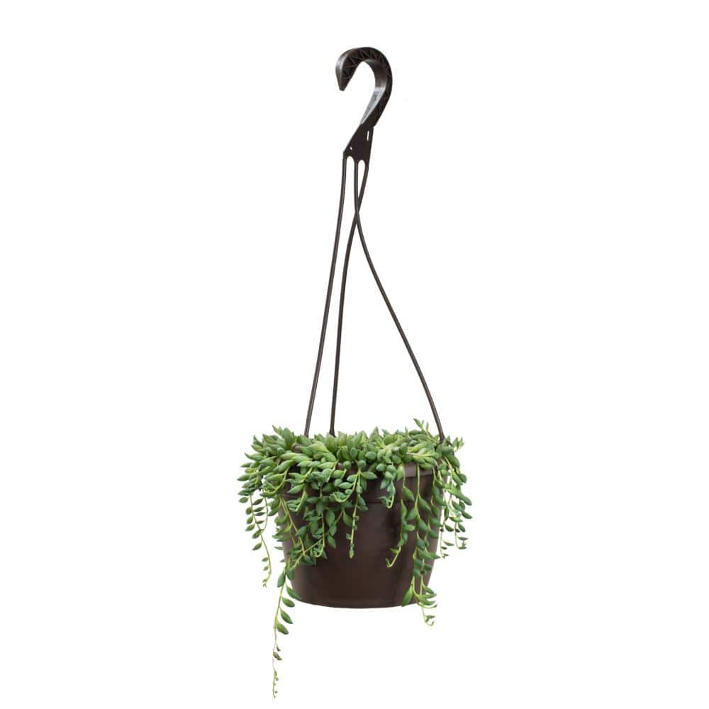 Senecio Raindrops Green Succulent in Black Hanging Planter