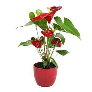 6 in. Red Flamingo Flower (Approximately 20 in. Tall) Decorative House Plant Gift, Red Ceramic Pot