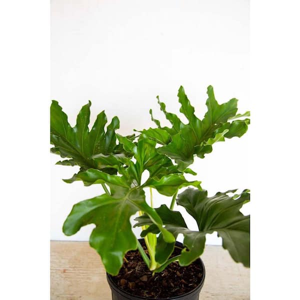 2.5 Gal - Split Leaf Philodendron - Live Evergreen Shrub with Large Glossy Green Foliage