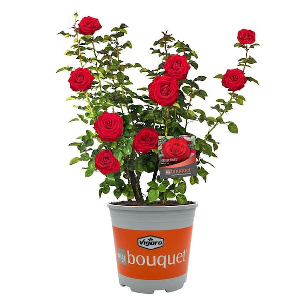 Vigoro 2 Gal. Legend Of Rossi Rose with Hot Pink Flowers 17551