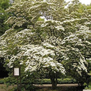 5 Gal. Kousa Aurora White Dogwood Flowering Deciduous Tree with White Flowers