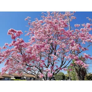 Pink Tabebuia Trumpet Tree-Live Plant in a 3 Gallon Pot-Tabebuia Heterophylla-Beautiful Flowering Tree