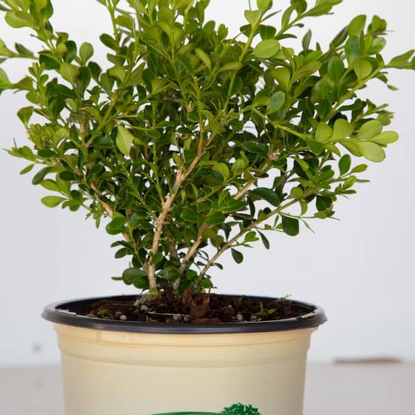 2.5 qt. Babylon Beauty Boxwood, Evergreen Shrub With Glossy Green Foliage
