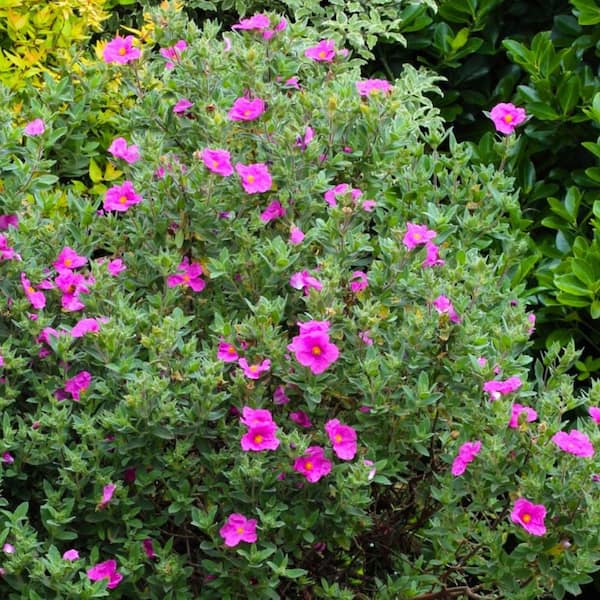 Alder & Oak #5 Container Sunset' Magenta Rock Rose Shrub (2-Pack)
