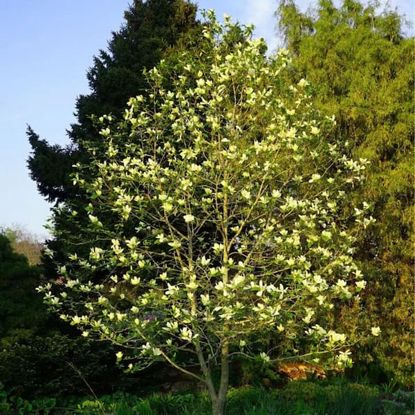 2 gal. Butterflies Deciduous Japanese Magnolia Tree with Yellow
