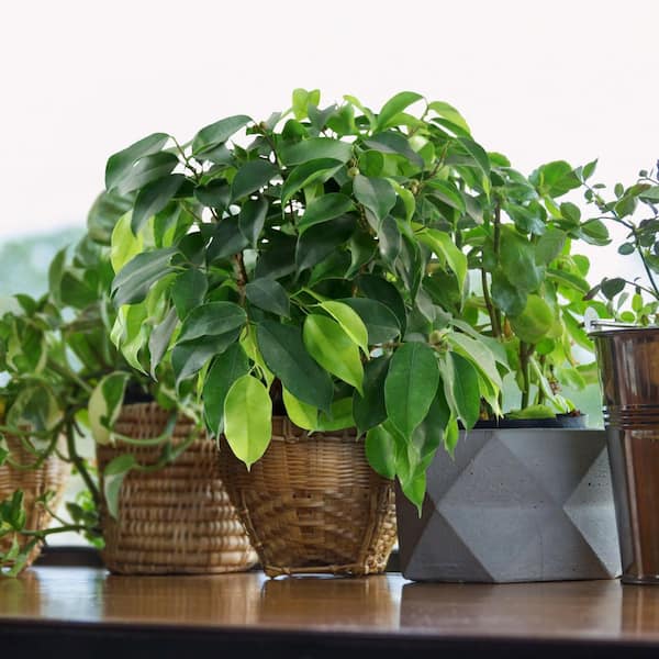 colocasia indoor plant Colocasia esculenta Illustris Imperial taro pond plants  Pond Megastore