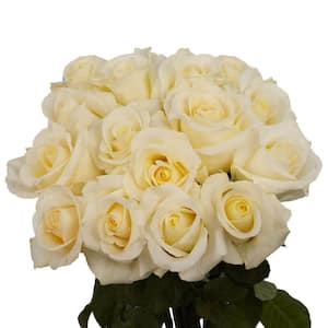 50 Stems of White with Pale Yellow Center Blizzard Roses Fresh Flower Delivery