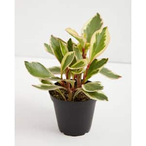 4 in. Peperomia Ginny Pepper Peperomia Clusiifolia Ginny Plant in Grower Pot
