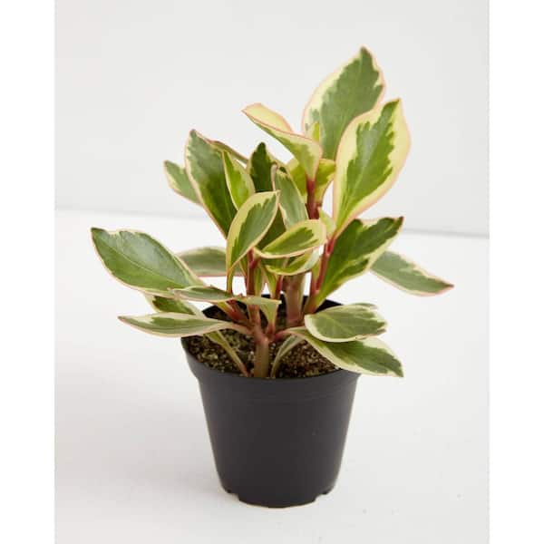 LIVELY ROOT 4 in. Peperomia Ginny Pepper Peperomia Clusiifolia Ginny Plant in Grower Pot