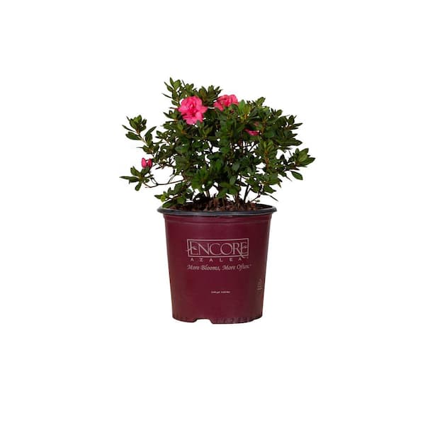 ENCORE AZALEA 2 Gal. Autumn Rouge Azalea Bush with Reblooming Red-Pink Flowers - Low-Maintenance Evergreen Shrub