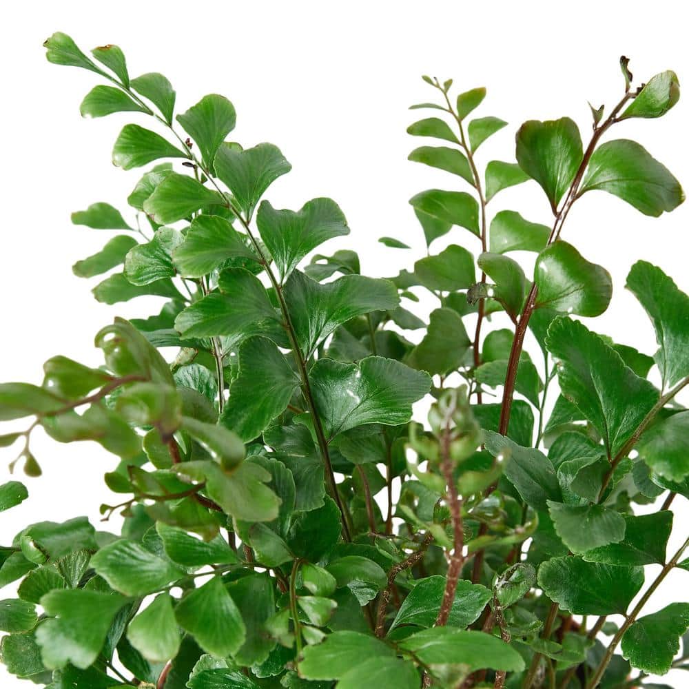 Mahogany Fern in 4" Terracotta Pot