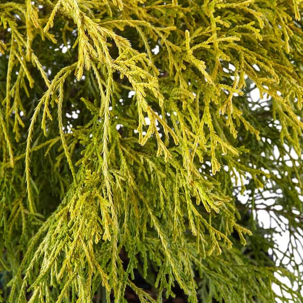 2.5 Qt. Gold Mop False Cypress Shrub with Golden Foliage