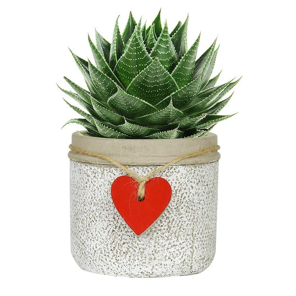4.3 in. Whitewash Cement Heart Planter