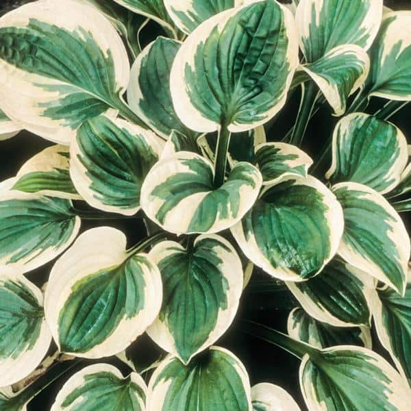 Unbranded #1 Brim Cup Yellow Variegated Hosta Plant
