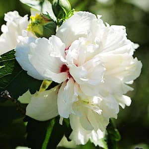 3 Gal. Double Althea White Flowering Shrub