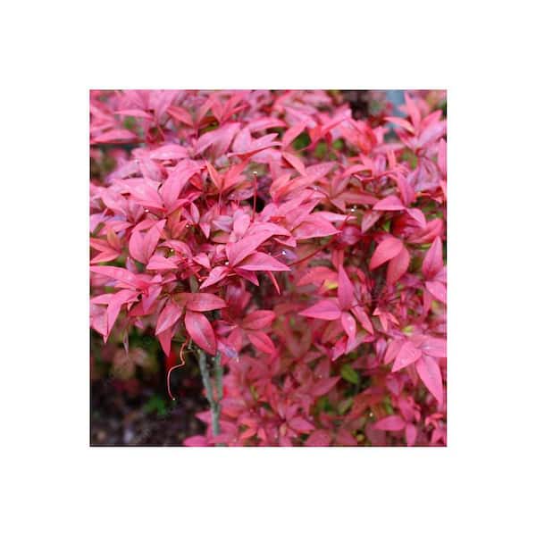 ALTMAN PLANTS 1 Gal. Nandina Domestica Atropurpurea Nana Shrub