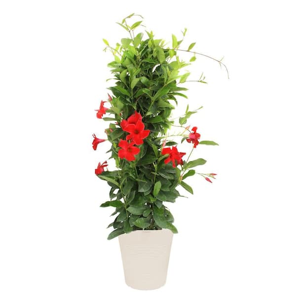 13 in. Mandevilla Shrub Plant Assorted Colors Growers Choice in Deco Pot