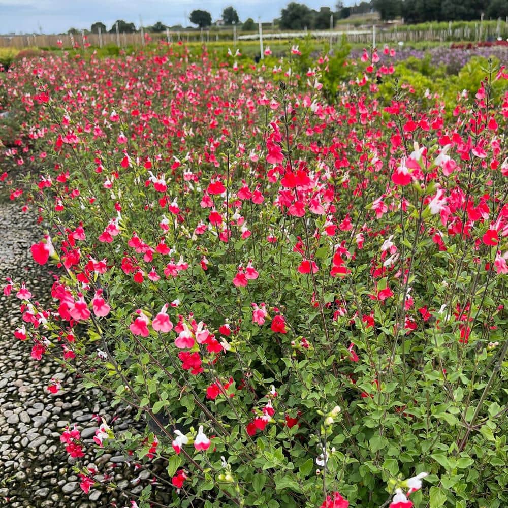 "#5 Container Hot Lips Flowering Sage Shrubs (2-Pack)" price history on PriceWatchPro