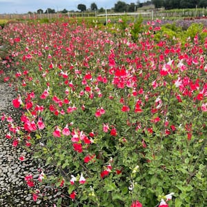#1 Container  Hot Lips Flowering Sage Shrubs (2-pack)